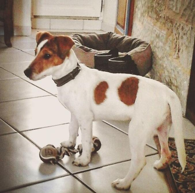 Garde d'animaux selon vos besoins en Région Parisienne - Je suis l'amie de vos Amis !