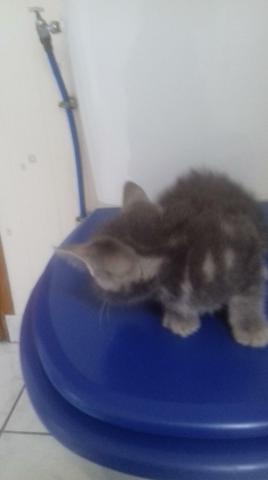 Donne chaton male 2mois