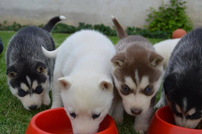 3 chiots husky sibérien