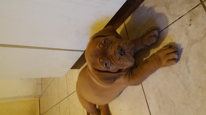 Chiot dogue de bordeaux