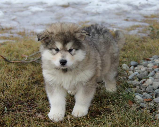 Chiot Alaskan Malamute à réserver
