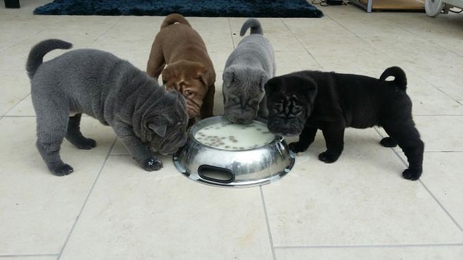 3 chiots type SHARPEI:femelles noire,grise,fauve
