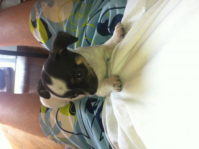 Chiot type chihuahua