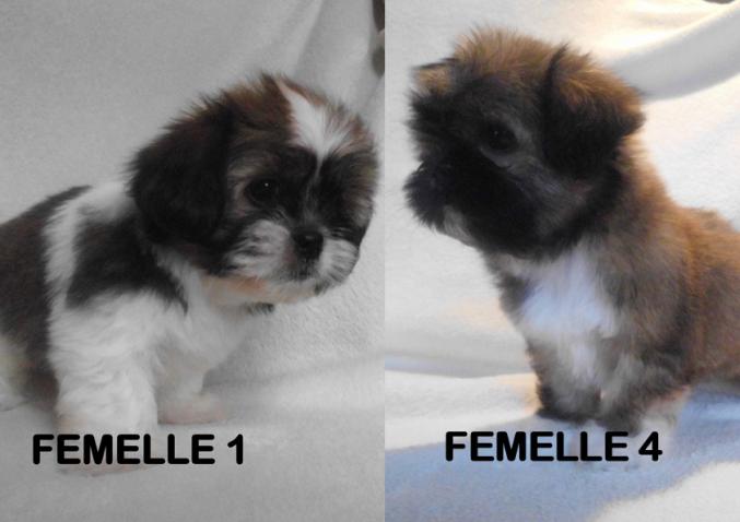 Chiot type shih tzu non LOF