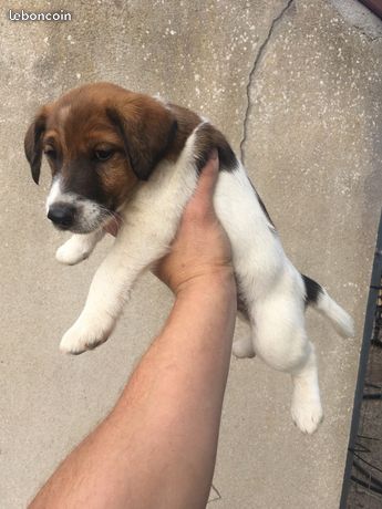 Fox terrier pure race LOF