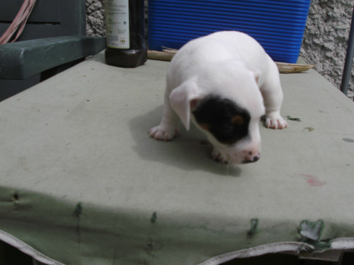 Don magnifique chiot mâle Jack Russell