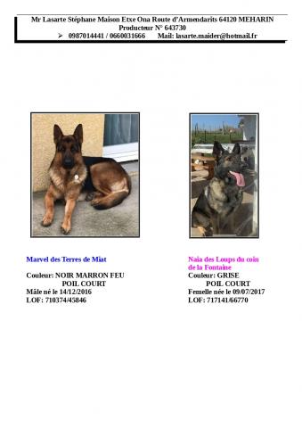 Chiots Berger Allemand Gris