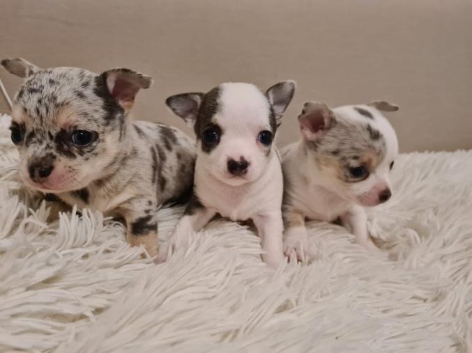 Adorable chiots chihuahuas 