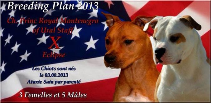 Chiots American Staffordshire Terrier