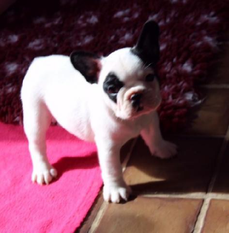 Donation de mon Magnifique Bouledogue