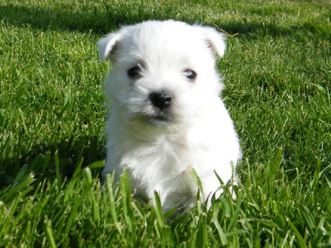 Magnifiques chiots westie