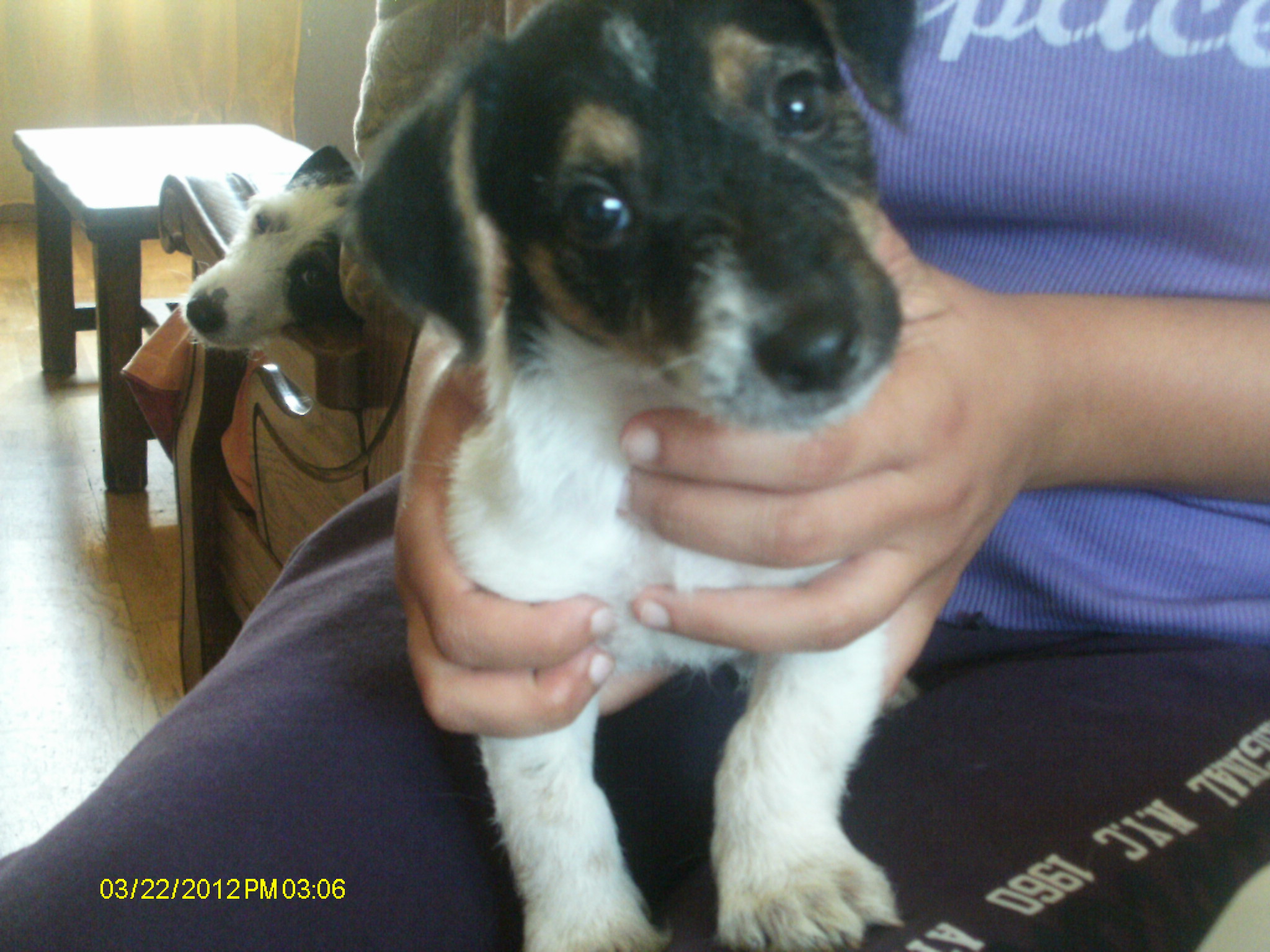 Adorable chiot jack russel