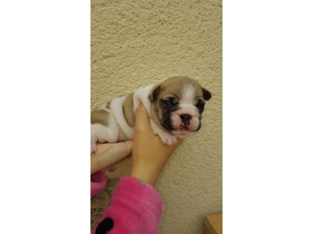   bouledogue francais femelle type non lof