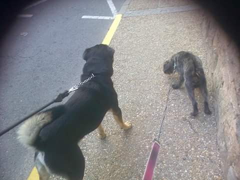 Garde votre animal de compagnie