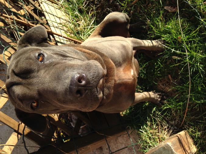 Croisée Sharpei cherche famille