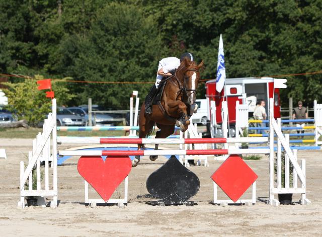 Adorable jument selle francaise de 10 ans a donner 