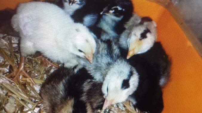 Oeufs fécondés cream legbar