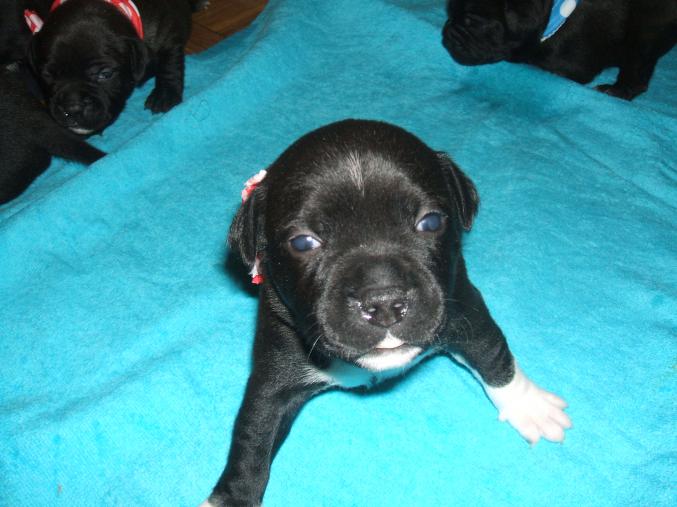 CHIOT STAFFIE LOF