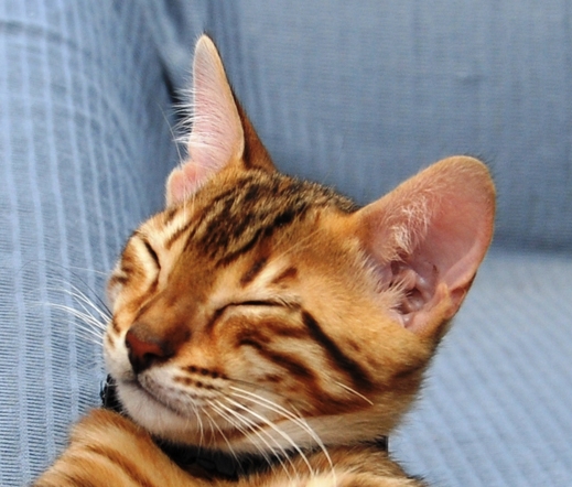 Donne un chaton bengal