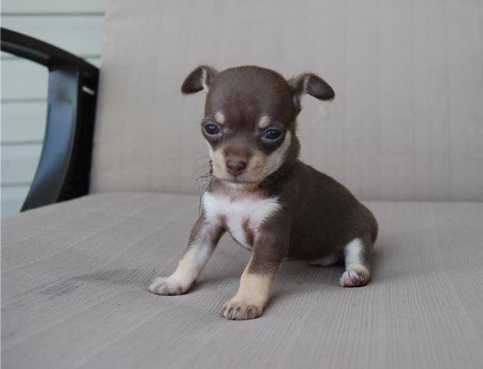 Chiots chihuahuas chocolat
