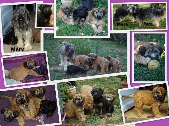 Chiots type BERGER CATALAN