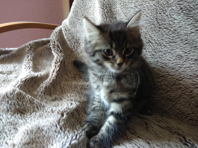 Chatons maine coon LOOF