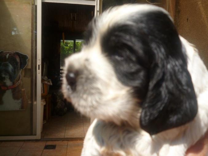 CHIOTS COCKER ANGLAIS