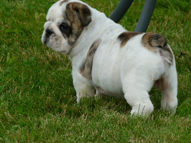 Adorables bebes bouledogue male et femelle a adopter