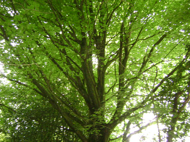 Jardinier en Cesu sérieux dynamique fait travaux de jardin