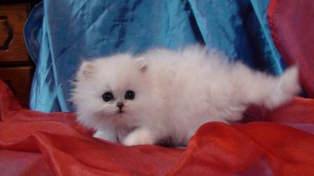 Titre : Acessoires plus cage persan chinchilla