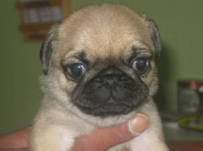 Adorable chiot de type Carlin  a adopter Male et Femelle