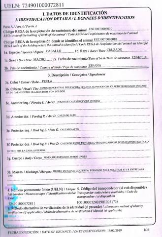 Cheval Cruzado palomino COVI