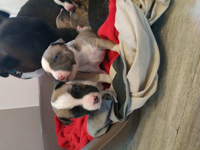 Chiots Américaine Staff