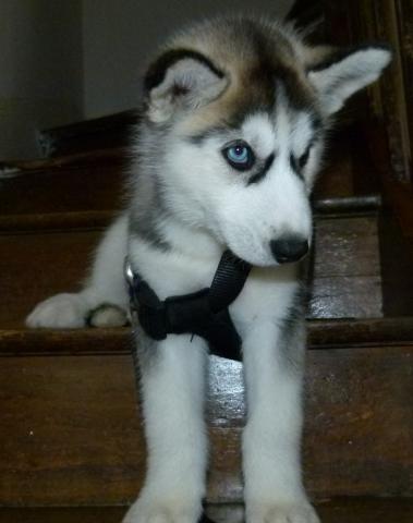 Bébé Husky