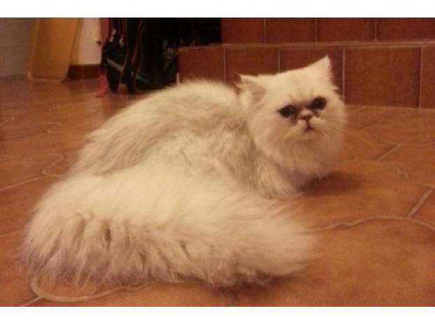 Joli mâle Persan Black Chinchilla LOOF