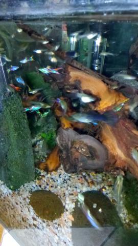 Jeunes guppys de mon élevage vifs et en pleine formege 