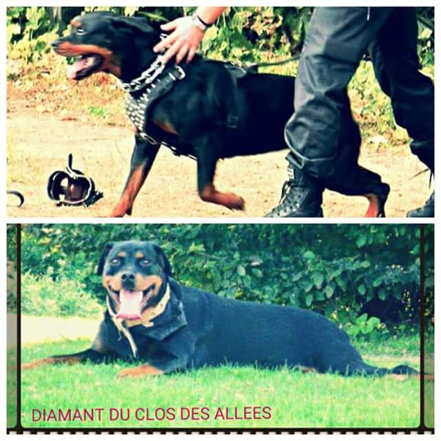 A réserver chiots rottweiler LOF