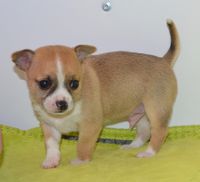 A donner magnifique chiot chihuahua contre bonsoin
