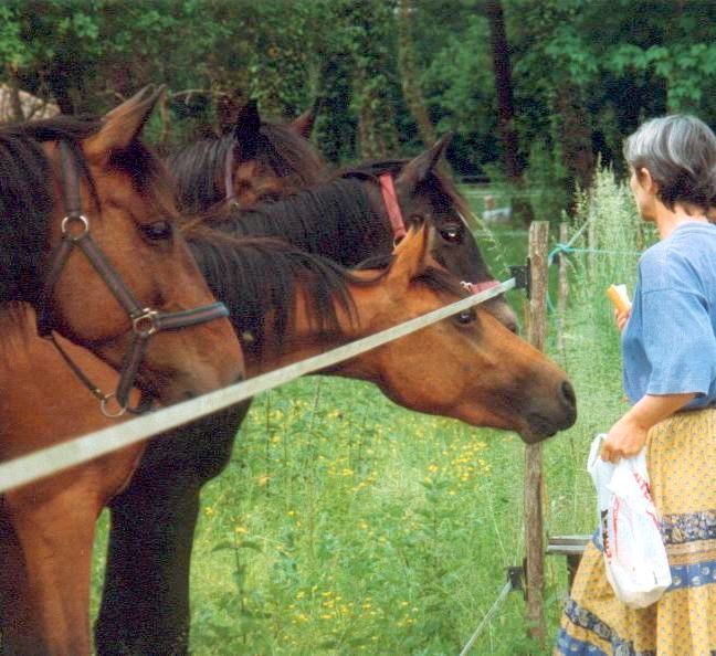 Pension pour chevaux