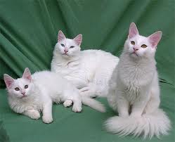 Chatons angora turc loof