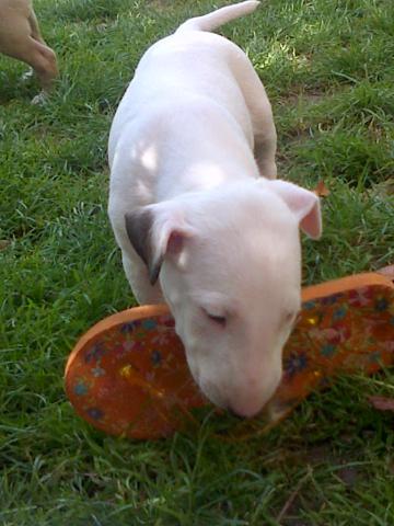 Chiots type Bull Terrier