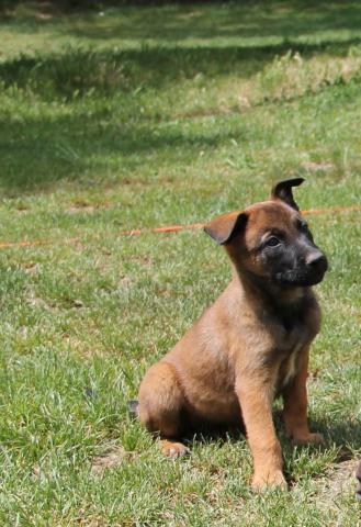 Chiot Malinois