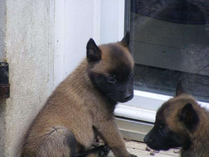 Berger malinois LOF à donner
