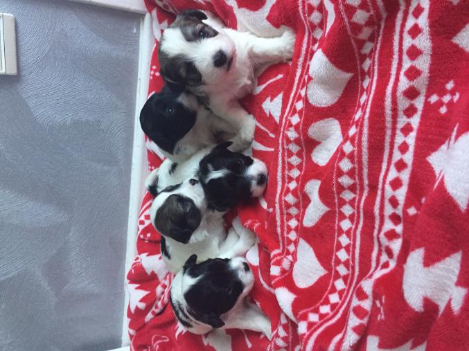 Chiots bichon havanais 