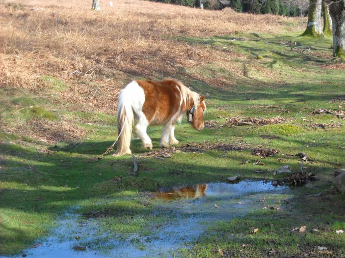 Entre mer et montagne