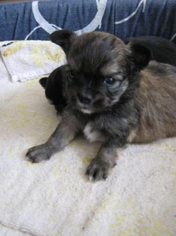 Adorable petit mâle type chihuahua