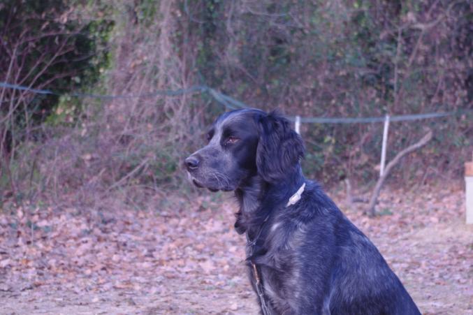 A réserver chiots epagneuls bleus de Picardie LOF