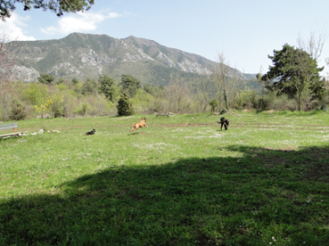 Pension Familiale pour Chiens