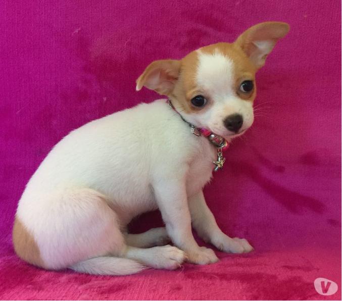 Chiots chihuahua males et femelles (mini et standard)