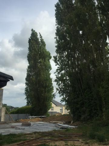 Peupliers entiers à vendre 